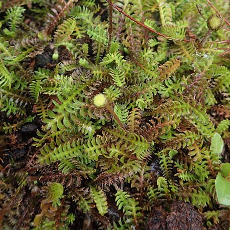 Cotula squalida \ Farn-Fiederpolster, Braunes Fiederpolster / Common Brassbuttons, D Bochum 14.6.2018