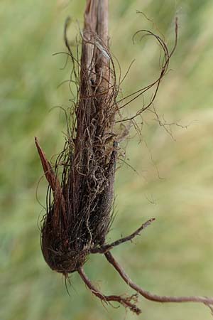 Carex spicata \ Stachel-Segge, Korkfr�chtige Segge / Spicate Sedge, Prickly Sedge, D Philippsburg 7.7.2018