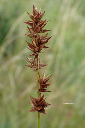 Carex spicata \ Stachel-Segge, Korkfr�chtige Segge / Spicate Sedge, Prickly Sedge, D Philippsburg 7.7.2018