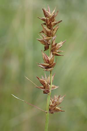 Carex spicata \ Stachel-Segge, Korkfr�chtige Segge / Spicate Sedge, Prickly Sedge, D Philippsburg 7.7.2018