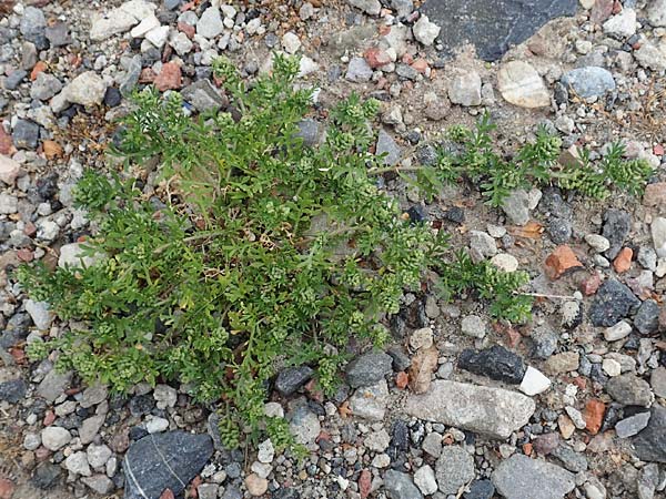 Lepidium coronopus \ Niederliegender Kr�henfu� / Greater Swine Cress, D Bochum 10.7.2018