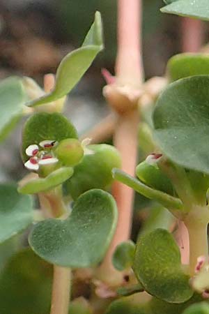 Chamaesyce serpens \ Geschl�ngelte Wolfsmilch / Matted Sandmat, Creeping Spurge, D Mannheim 24.9.2018