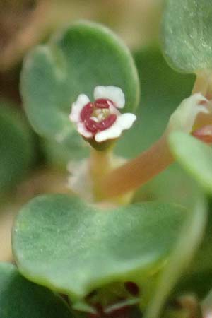 Chamaesyce serpens \ Geschl�ngelte Wolfsmilch / Matted Sandmat, Creeping Spurge, D Mannheim 24.9.2018