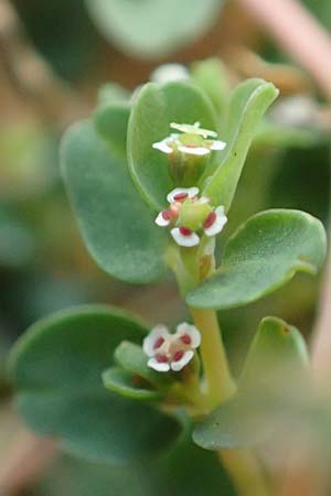 Chamaesyce serpens \ Geschl�ngelte Wolfsmilch / Matted Sandmat, Creeping Spurge, D Mannheim 24.9.2018