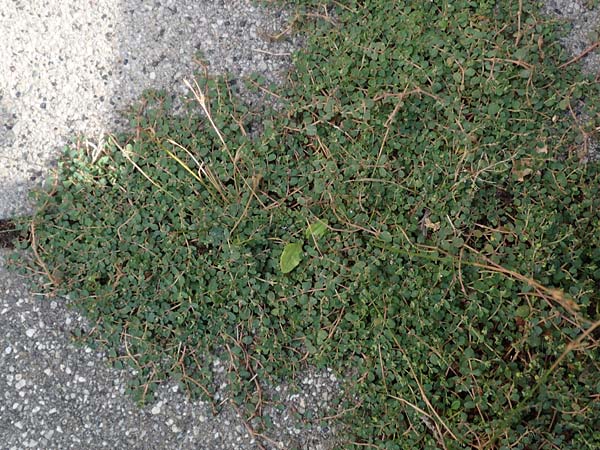 Chamaesyce serpens \ Geschl�ngelte Wolfsmilch / Matted Sandmat, Creeping Spurge, D Mannheim 24.9.2018