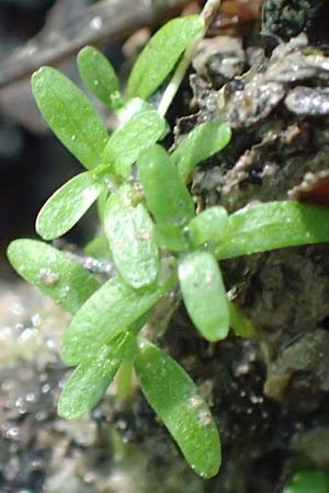 Callitriche stagnalis \ Teich-Wasserstern / Pond Water Starwort, D Sachsenheim-H&auml;fnerhaslach 4.10.2018
