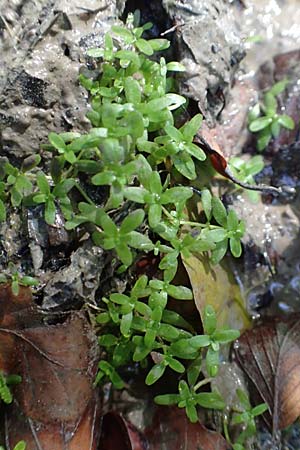 Callitriche stagnalis \ Teich-Wasserstern / Pond Water Starwort, D Sachsenheim-H&auml;fnerhaslach 4.10.2018