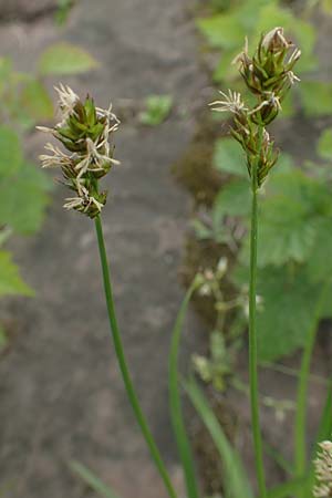 Carex spicata \ Stachel-Segge, Korkfr�chtige Segge / Spicate Sedge, Prickly Sedge, D Mannheim 5.5.2019