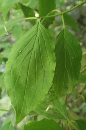 Cornus sanguinea \ Blutroter Hartriegel, Roter Hartriegel / Dogwood, D Mannheim 3.6.2019