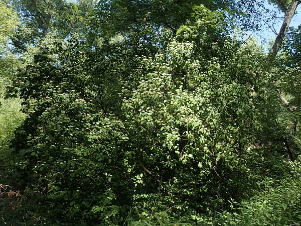 Cornus sanguinea \ Blutroter Hartriegel, Roter Hartriegel / Dogwood, D Mannheim 3.6.2019