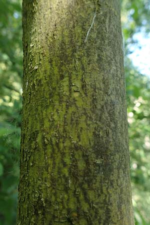 Cornus sanguinea \ Blutroter Hartriegel, Roter Hartriegel / Dogwood, D Mannheim 3.6.2019