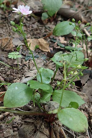 Claytonia sibirica \ Sibirisches Tellerkraut / Indian Lettuce, Pink Purslane, D Schotten 30.7.2019