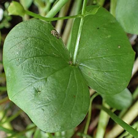 Claytonia sibirica \ Sibirisches Tellerkraut / Indian Lettuce, Pink Purslane, D Schotten 30.7.2019