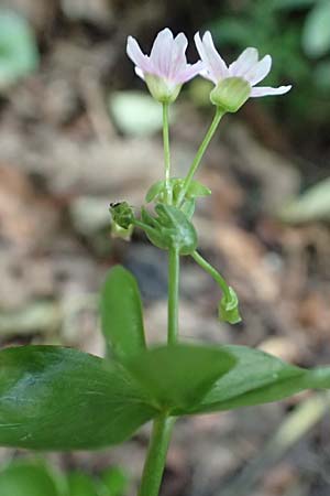 Claytonia sibirica \ Sibirisches Tellerkraut / Indian Lettuce, Pink Purslane, D Schotten 30.7.2019