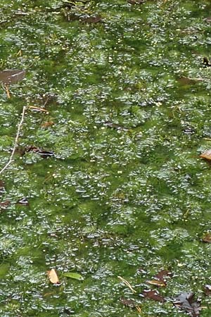 Ceratophyllum submersum \ Zartes Hornblatt / Soft Hornwort, D Walldorf 6.8.2019