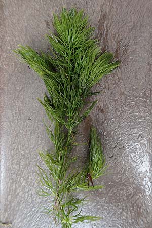 Ceratophyllum submersum \ Zartes Hornblatt / Soft Hornwort, D Walldorf 6.8.2019