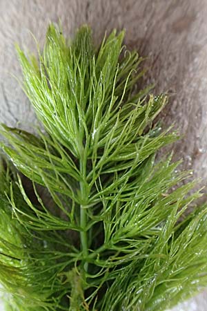Ceratophyllum submersum \ Zartes Hornblatt / Soft Hornwort, D Walldorf 6.8.2019