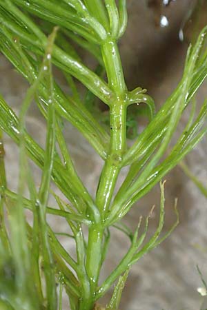 Ceratophyllum submersum \ Zartes Hornblatt / Soft Hornwort, D Walldorf 6.8.2019