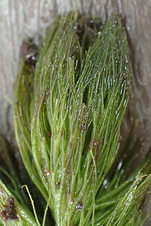 Ceratophyllum submersum \ Zartes Hornblatt / Soft Hornwort, D Walldorf 6.8.2019