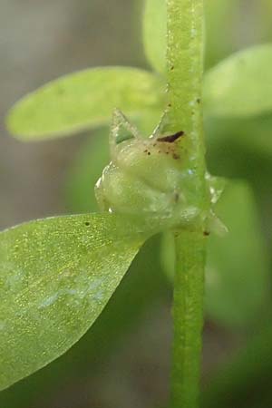 Callitriche stagnalis \ Teich-Wasserstern / Pond Water Starwort, D Sachsenheim-H&auml;fnerhaslach 11.9.2019