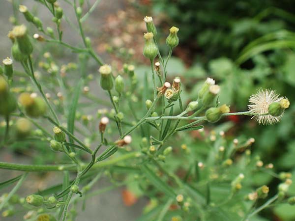 Erigeron sumatrensis \ Sumatra-Katzenschweif, Wei�es Berufkraut / Tall Fleabane, D Bochum 9.9.2020