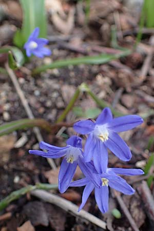 Scilla sardensis \ Sardes-Schneeglanz, Dunkle Sternhyazinthe / Sardes Glory of the Snow, D Ludwigshafen 18.3.2021