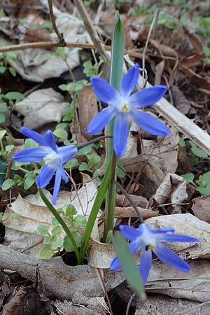 Scilla sardensis \ Sardes-Schneeglanz, Dunkle Sternhyazinthe / Sardes Glory of the Snow, D Mannheim-Pfingstberg 24.3.2021
