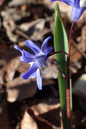 Scilla sardensis \ Sardes-Schneeglanz, Dunkle Sternhyazinthe / Sardes Glory of the Snow, D Ludwigshafen 24.3.2021