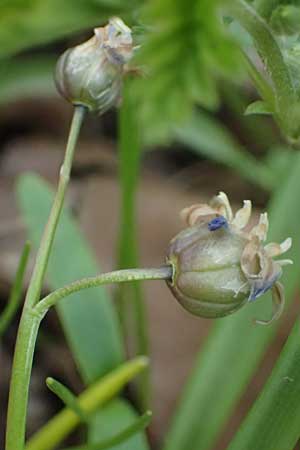 Scilla sardensis \ Sardes-Schneeglanz, Dunkle Sternhyazinthe / Sardes Glory of the Snow, D Ludwigshafen 7.4.2021