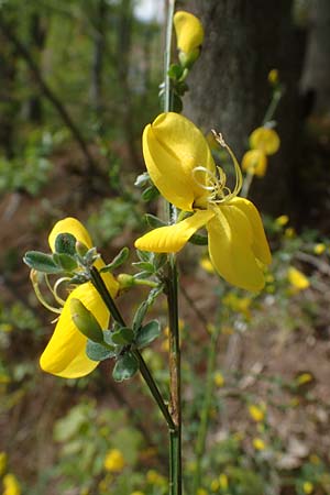 Cytisus scoparius \ Besen-Ginster / Scotch Broom, D Odenwald, Oberflockenbach 8.5.2021
