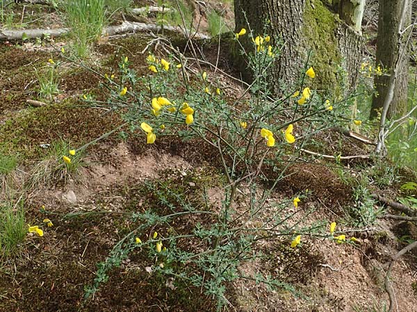 Cytisus scoparius \ Besen-Ginster / Scotch Broom, D Odenwald, Oberflockenbach 8.5.2021