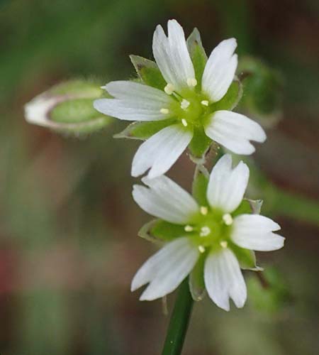 Cerastium semidecandrum \ Sand-Hornkraut / Little Mouse-Ear, D Viernheim 9.5.2021