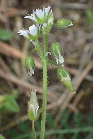 Cerastium semidecandrum \ Sand-Hornkraut / Little Mouse-Ear, D Viernheim 9.5.2021