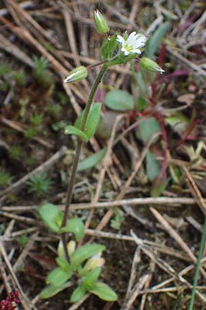 Cerastium semidecandrum \ Sand-Hornkraut / Little Mouse-Ear, D Viernheim 9.5.2021