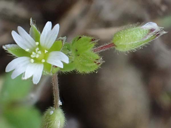 Cerastium semidecandrum \ Sand-Hornkraut / Little Mouse-Ear, D Viernheim 9.5.2021