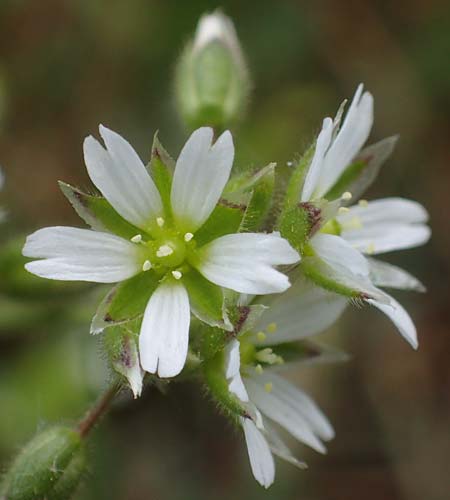 Cerastium semidecandrum \ Sand-Hornkraut / Little Mouse-Ear, D Viernheim 9.5.2021