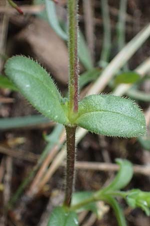 Cerastium semidecandrum \ Sand-Hornkraut / Little Mouse-Ear, D Viernheim 9.5.2021