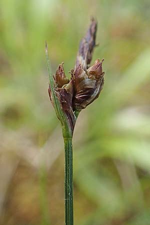 Carex supina \ Steppen-Segge, Zwerg-Segge / Dwarf Sedge, D Mannheim 19.5.2021