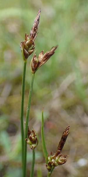 Carex supina \ Steppen-Segge, Zwerg-Segge / Dwarf Sedge, D Mannheim 19.5.2021