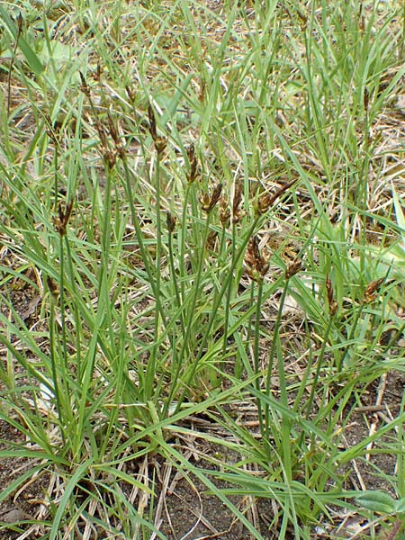 Carex supina \ Steppen-Segge, Zwerg-Segge / Dwarf Sedge, D Mannheim 19.5.2021