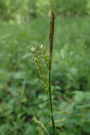 Carex sylvatica \ Wald-Segge / Wood Sedge, D Ketsch 20.5.2021