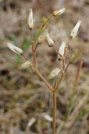 Cerastium semidecandrum \ Sand-Hornkraut / Little Mouse-Ear, D Hockenheim 8.6.2021