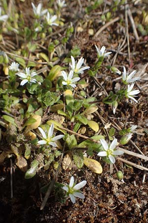 Cerastium semidecandrum \ Sand-Hornkraut / Little Mouse-Ear, D Viernheim 21.3.2022