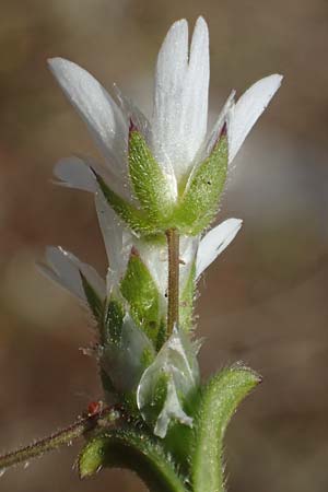 Cerastium semidecandrum \ Sand-Hornkraut / Little Mouse-Ear, D Viernheim 21.3.2022
