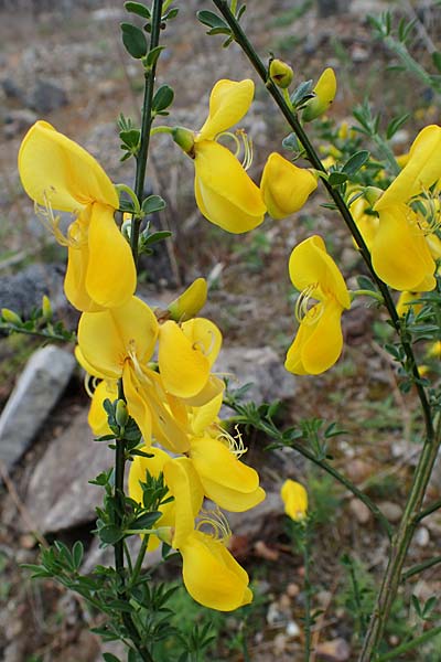 Cytisus striatus \ Gesteifter Besen-Ginster / Hairy-Fruited Broom, Portuguese Broom, D Mannheim 26.4.2022