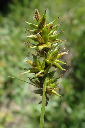 Carex spicata \ Stachel-Segge, Korkfr�chtige Segge / Spicate Sedge, Prickly Sedge, D Hardheim 28.5.2022