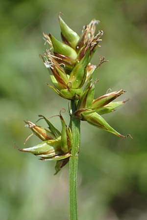 Carex spicata \ Stachel-Segge, Korkfr�chtige Segge / Spicate Sedge, Prickly Sedge, D Hardheim 28.5.2022