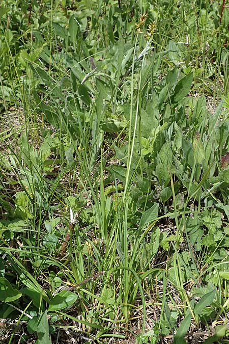 Carex spicata \ Stachel-Segge, Korkfr�chtige Segge / Spicate Sedge, Prickly Sedge, D Hardheim 28.5.2022