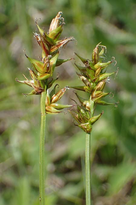 Carex spicata \ Stachel-Segge, Korkfr�chtige Segge / Spicate Sedge, Prickly Sedge, D Hardheim 28.5.2022