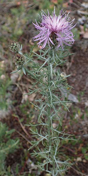 Centaurea stoebe \ Rispen-Flockenblume / Panicled Knapweed, D Th&uuml;ringen, Bad Frankenhausen 8.6.2022